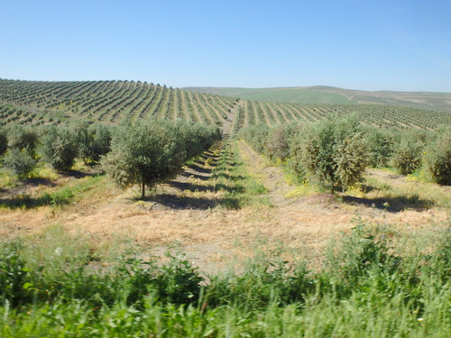 Olive Trees.